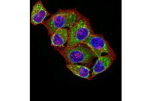 Immunofluorescence analysis of Hela cells using ATPIF1 mouse mAb (green). (ATPase Inhibitory Factor 1 anticorps  (AA 1-106))