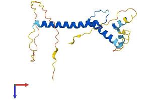 AlphaFold protein structure predicition of Mouse Recombinant Tcf15 Protein, UniprotID Q60756