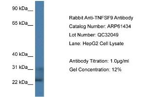Western Blotting (WB) image for anti-Tumor Necrosis Factor (Ligand) Superfamily, Member 9 (TNFSF9) (C-Term) antibody (ABIN2788804)