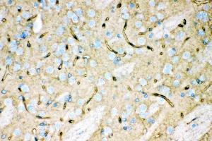 Anti- Aquaporin 4 Picoband antibody, IHC(P): Rat Brain Tissue