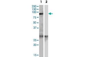 SCARF1 polyclonal antibody  (0. (SCARF1 anticorps)
