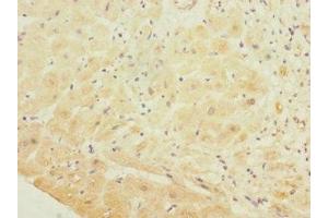 Immunohistochemistry of paraffin-embedded human heart tissue using ABIN7163588 at dilution of 1:100 (GP1BB anticorps  (AA 27-147))