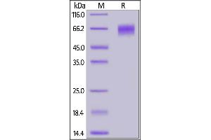 Fed Human EGFRvIII Protein, His Tag on  under reducing (R) condition. (EGFRviii Protein (AA 25-378) (His tag,FITC))