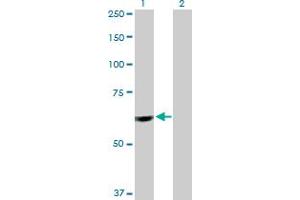 Western Blot analysis of PTBP1 expression in transfected 293T cell line by PTBP1 MaxPab polyclonal antibody.
