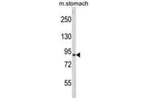 Western blot analysis of PARD3 Antibody (C-term) in mouse stomach tissue lysates (35ug/lane). (PARD3 anticorps  (C-Term))