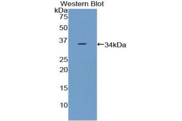 CCDC80 antibody  (AA 635-906)