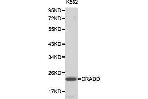 Western blot analysis of K562 cell lysate using CRADD antibody.