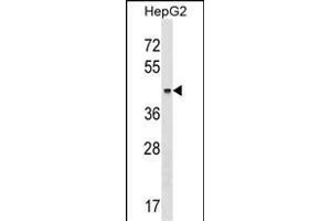 KRT23 Antibody (Center) (ABIN1537856 and ABIN2848964) western blot analysis in HepG2 cell line lysates (35 μg/lane). (KRT23 anticorps  (AA 141-170))