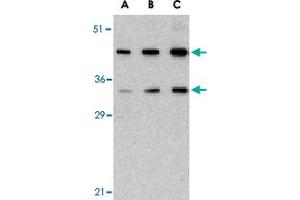 Western blot analysis of HTRA2 in U-937 lysate with HTRA2 polyclonal antibody  at (A) 0. (HTRA2 anticorps  (C-Term))
