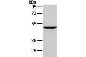 Western Blotting (WB) image for anti-WAS Protein Family, Member 2 (WASF2) antibody (ABIN5957856)