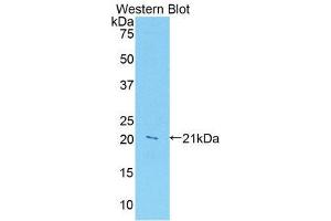 Western Blotting (WB) image for anti-Leukocyte-Associated Immunoglobulin-Like Receptor 1 (LAIR1) (AA 40-208) antibody (ABIN1859593) (LAIR1 anticorps  (AA 40-208))