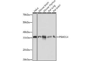 Western blot analysis of extracts of various cell lines, using PSMD14 Rabbit mAb (ABIN7269588) at 1:1000 dilution.