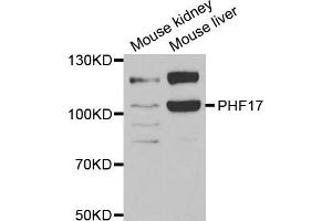 Western Blotting (WB) image for anti-PHD Finger Protein 17 (PHF17) antibody (ABIN1980353) (PHF17 anticorps)