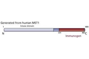 Image no. 4 for anti-Macrophage Stimulating 1 (Hepatocyte Growth Factor-Like) (MST1) (AA 331-483) antibody (ABIN968344)