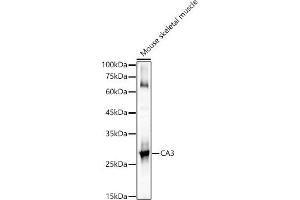 Western blot analysis of extracts of Mouse skeletal muscle, using C antibody (ABIN6131265, ABIN6137793, ABIN6137794 and ABIN6217485) at 1:1000 dilution. (CA3 anticorps  (AA 1-260))