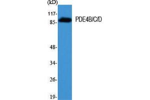Western Blot (WB) analysis of specific cells using PDE4B/C/D Polyclonal Antibody. (PDE4B/C/D anticorps  (Lys23))