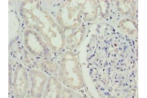 Immunohistochemistry of paraffin-embedded human kidney tissue using ABIN7168881 at dilution of 1:100
