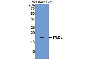 Western Blotting (WB) image for anti-Leukemia Inhibitory Factor Receptor alpha (LIFR) (AA 152-291) antibody (ABIN3208376) (LIFR anticorps  (AA 152-291))