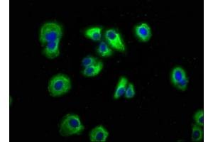 Immunofluorescence staining of HepG2 cells with ABIN7145127 at 1:166, counter-stained with DAPI.