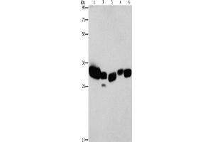 Western Blotting (WB) image for anti-Carbonyl Reductase 1 (CBR1) antibody (ABIN2422894) (CBR1 anticorps)
