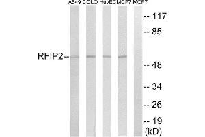 Western Blotting (WB) image for anti-RAB11 Family Interacting Protein 2 (Class I) (RAB11FIP2) (Internal Region) antibody (ABIN1851924) (RAB11FIP2 anticorps  (Internal Region))