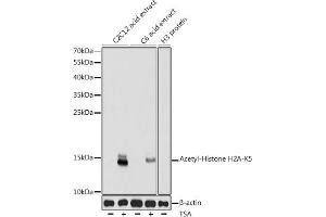 Western blot analysis of extracts of various cell lines, using Acetyl-Histone H2A-K5 antibody (ABIN7267722) at 1:1000 dilution. (Histone H2A anticorps  (acLys5))