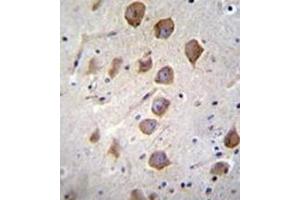 Immunohistochemistry analysis in formalin fixed and paraffin embedded human brain tissue reacted with  KCNRG Antibody (C-term) followed by peroxidase conjugation of the secondary antibody and DAB staining. (KCNRG anticorps  (C-Term))