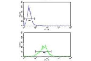 LDHA antibody flow cytometry analysis of HeLa cells (green) compared to a negative control (blue).