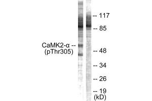 Western Blotting (WB) image for anti-CaMK2 alpha/beta/delta (pThr305), (Thr305) antibody (ABIN1847206) (CaMK2 alpha/beta/delta anticorps  (pThr305, Thr305))
