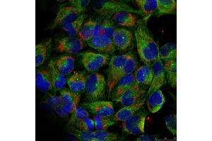 Immunofluorescence staining of methanol-fixed HeLa cells using NF-kappa,B p100 (phospho-ser866) antibody. (NFKB2 anticorps  (pSer866))