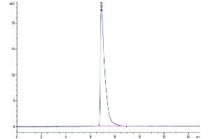 The purity of Cynomolgus ALCAM is greater than 95 % as determined by SEC-HPLC.