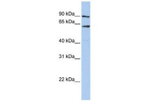 AHCYL1 antibody used at 1 ug/ml to detect target protein. (AHCYL1 anticorps  (N-Term))