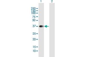 Western Blot analysis of PNMA1 expression in transfected 293T cell line by PNMA1 MaxPab polyclonal antibody. (PNMA1 anticorps  (AA 1-353))