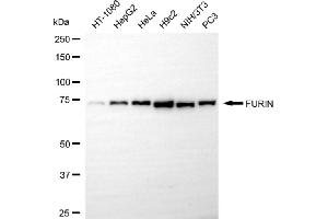 Western blotting analysis using FURIN antibody (ABIN7798668).