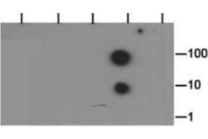 Dot Blot of Rabbit Histone H3 [Dimethyl Lys37] Antibody. (Histone 3 anticorps  (H3K37me2))
