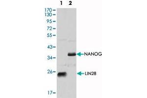 Western blot analysis using LIN28 monoclonal antibody, clone 6D1F9  against NTERA-2 cell lysate. (LIN28A anticorps  (AA 93-209))