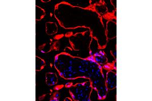Immunofluorescence analysis of human placenta cells using S100P Rabbit mAb  at dilution of 1:100 (40x lens). (S100P anticorps)