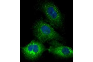 Immunofluorescent analysis of 4 % paraformaldehyde-fixed, 0.