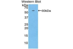 Western Blotting (WB) image for anti-Histidine-Rich Glycoprotein (HRG) (AA 18-254) antibody (ABIN1175741) (HRG anticorps  (AA 18-254))
