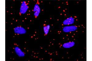 Proximity Ligation Analysis of protein-protein interactions between APOA1 and FGA. (APOA1 anticorps  (AA 1-267))