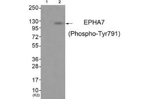 Western blot analysis of extracts from JK cells (Lane 2), using EPHA7 (Phospho-Tyr791) Antibody. (EPH Receptor A7 anticorps  (pTyr791))
