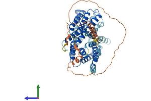 AlphaFold protein structure predicition of Mouse Recombinant Slc16a4 Protein, UniprotID Q8R0M8
