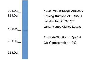 Western Blotting (WB) image for anti-Endo/exonuclease (5'-3'), Endonuclease G-Like (EXOG) (N-Term) antibody (ABIN2782665) (EXOG anticorps  (N-Term))