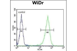 CCDC3 Antibody (C-term) (ABIN652692 and ABIN2842461) flow cytometric analysis of WiDr cells (right histogram) compared to a negative control cell (left histogram).