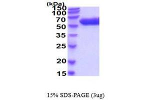 SDS-PAGE (SDS) image for Arylsulfatase A (ARSA) (AA 18-506) protein (His tag) (ABIN5854724)