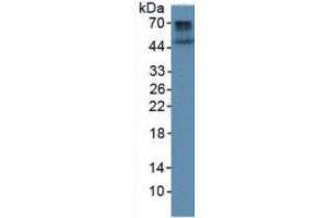 Rabbit Detection antibody from the kit in WB with Positive Control: Human liver tissue. (BMP4 Kit CLIA)