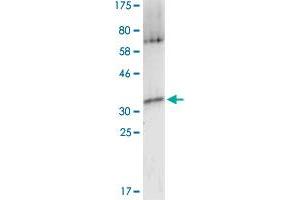 Western Blotting (WB) image for High Mobility Group Box 2 (HMGB2) (AA 1-209) protein (His-DYKDDDDK-Strep II Tag) (ABIN4369871)