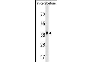 D2 Antibody (N-term) (ABIN1539430 and ABIN2849669) western blot analysis in mouse cerebellum tissue lysates (35 μg/lane). (MMD2 anticorps  (N-Term))