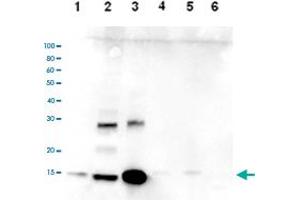 Western Blot analysis of (1) 25 ug whole cell extracts of Hela cells, (2) 15 ug histone extracts of Hela cells, (3) 1 ug of recombinant histone H2A, (4) 1 ug of recombinant histone H2B, (5) 1 ug of recombinant histone H3, (6) 1 ug of recombinant histone H4. (HIST3H2A anticorps  (C-Term))