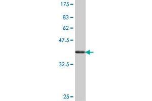 Western Blot detection against Immunogen (37 KDa) .